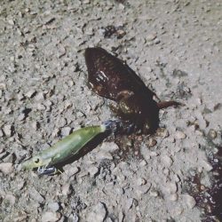 秋イカエギング初陣！