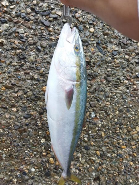 どしゃ降りショアジギング