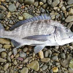 ひっさびさに魚を拝めた