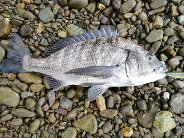 ひっさびさに魚を拝めた