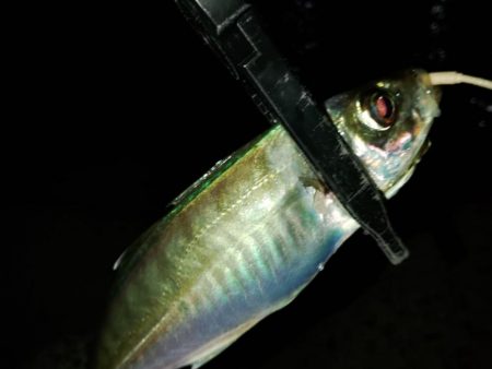 フロートゲーム～