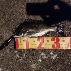 秋イカエギング＆お暇のメバリング！