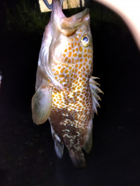 ショアジギング&根魚