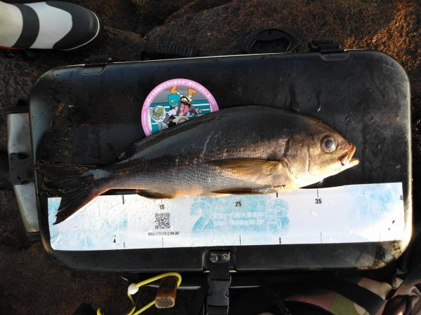 フカセ‥最高ですネ・・モーニングサービス・…