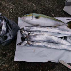 今回はダイソージグで