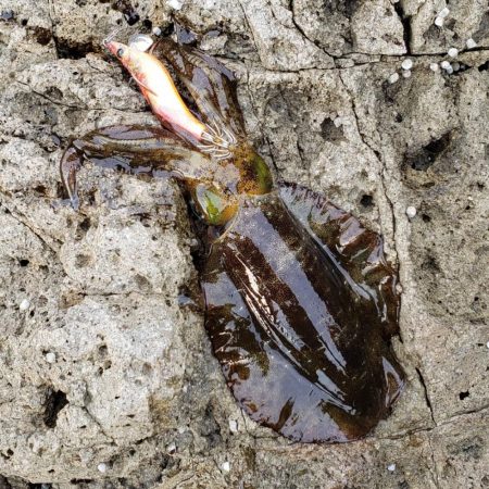 なかなか活性低いです