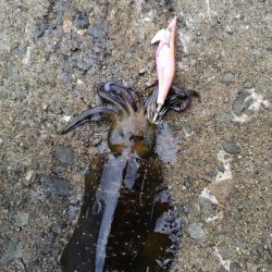 台風前日エギング