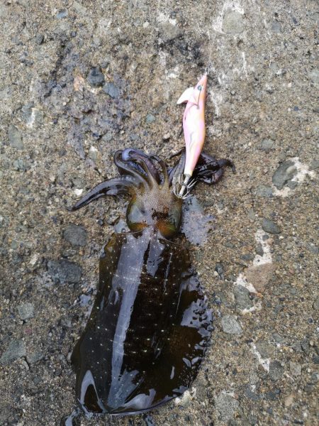 台風前日エギング