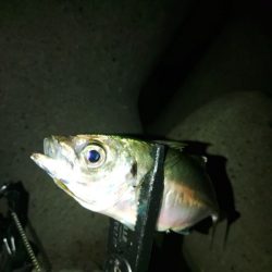 (尺アジ)フロートゲーム