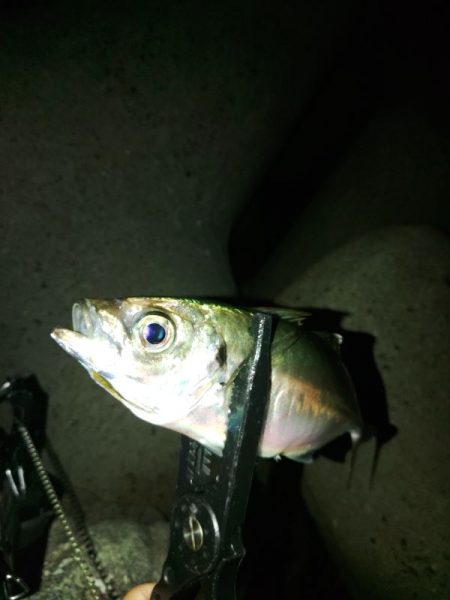 (尺アジ)フロートゲーム