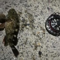 2021/09/21 南港ヘチ釣り