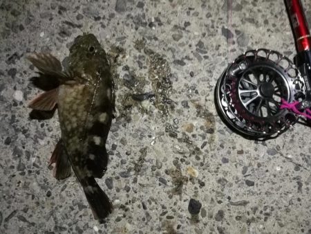 2021/09/21 南港ヘチ釣り