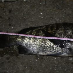 2021/09/22 南港アジング