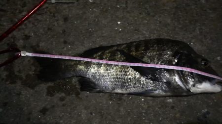 2021/09/22 南港アジング