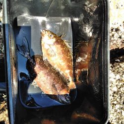 フカセ‥最高ですネ・・