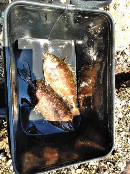 フカセ‥最高ですネ・・