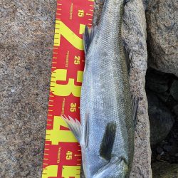 だいぶ久しぶりに。。。