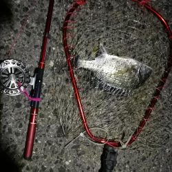 2021/09/28 南港ヘチ釣り