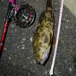 2021/09/29 南港ヘチ釣り 根魚狙い