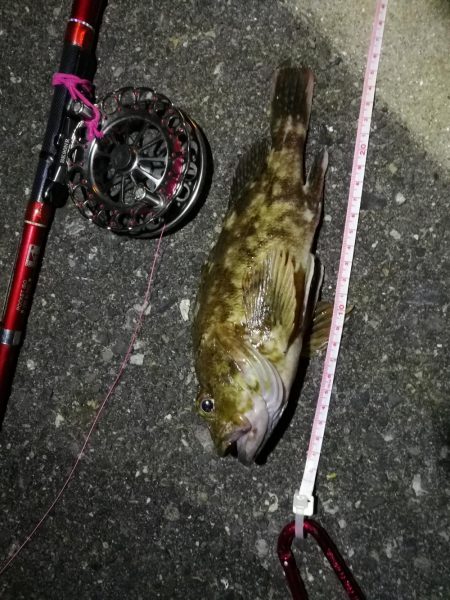 2021/09/29 南港ヘチ釣り 根魚狙い