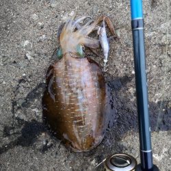 育ってきました。