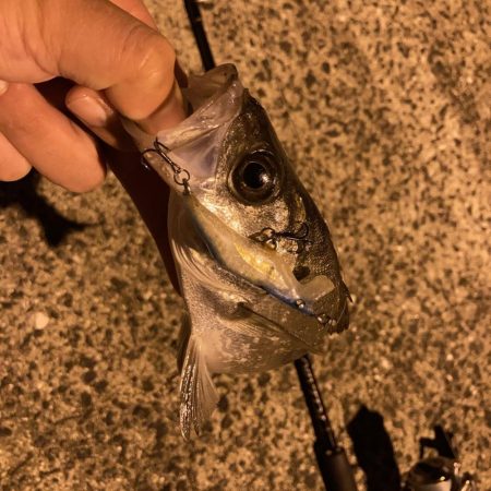 A.P.Pフィッシングガイドサービス　先制ボーズ逃れでセイゴをRIDEONも、ブレドロデストロイの活躍によりその効果は薄れる。