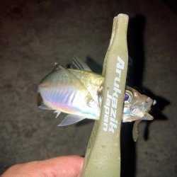 舞洲で豆と中アジ