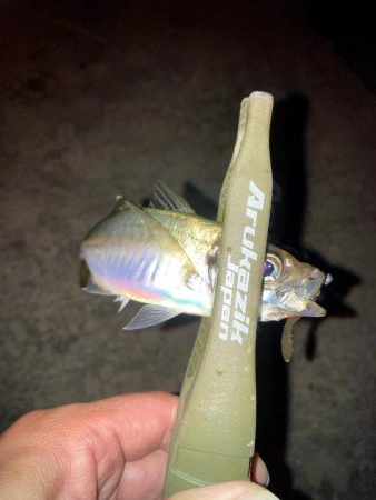 舞洲で豆と中アジ