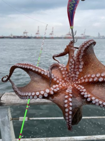 久しぶりにタコ　つ抜け