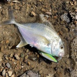 A.P.Pフィッシングガイドサービス　チヌ狙いもメッキがRIDEON！