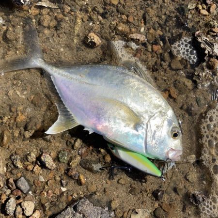 A.P.Pフィッシングガイドサービス　チヌ狙いもメッキがRIDEON！