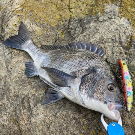 A.P.Pフィッシングガイドサービス　またしても青物を取り逃がしロストマンと化す！