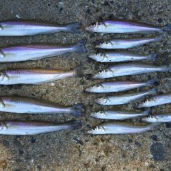 落ちギス 時期尚早