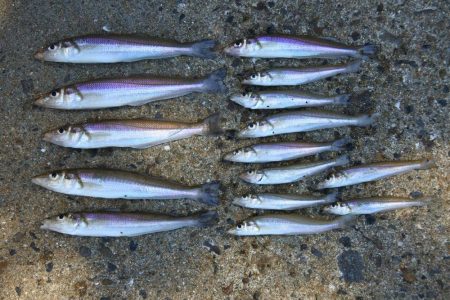 落ちギス　時期尚早