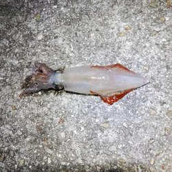 久々のケンサキGET!!