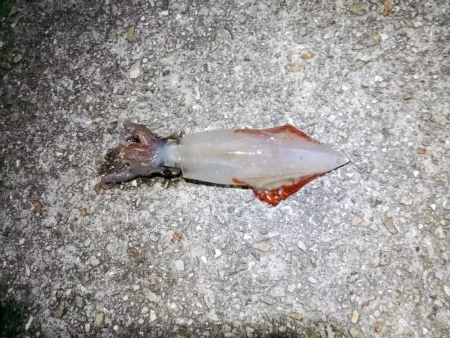 久々のケンサキGET!!