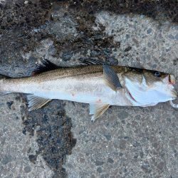 自己記録更新です!!