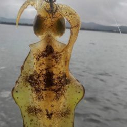 真っ昼間1時間の新子調査～✌️