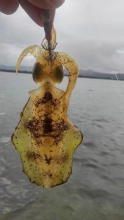 真っ昼間1時間の新子調査～✌…