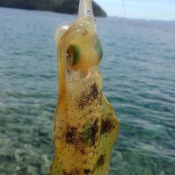 真っ昼間のランガン調査。