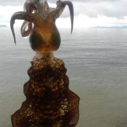 イカより人のほうが多い??