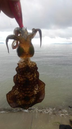 イカより人のほうが多い??