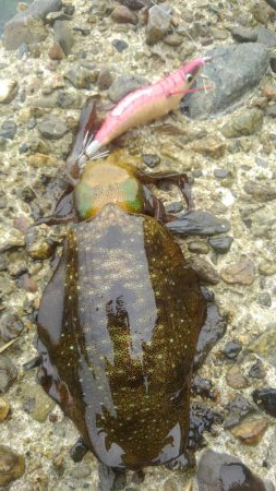 本日活性あり❗