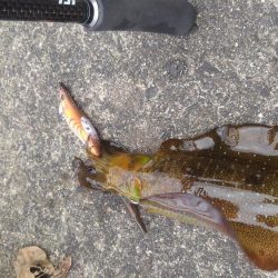 今秋最大キャッチ~✌️