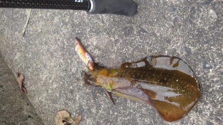 今秋最大キャッチ~✌️