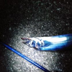 今年初タチウオ