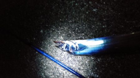 今年初タチウオ