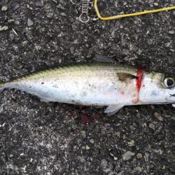 二週連続大サバ