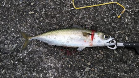 二週連続大サバ