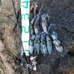 2021佐渡ヶ島 エギング 7回目